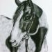 Holly Super Bailey - Questo è un ritratto realizzato a carboncino su commissione e raffigura questo meraviglioso cavallo che si chiama Holly Super Bailey.